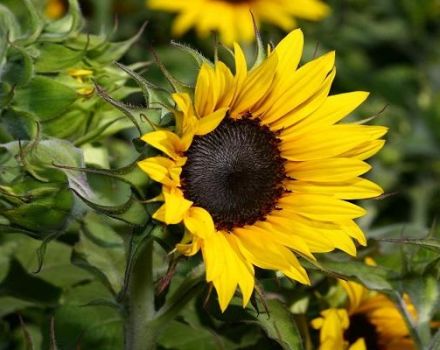 Types d'herbicides pour le tournesol et les meilleures préparations avec mode d'emploi