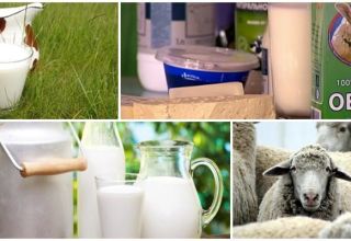 La composición y el contenido calórico de la leche de oveja, sus beneficios y daños para el organismo.