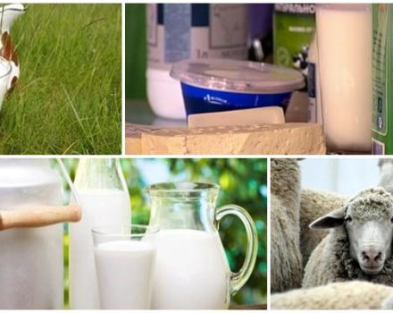 The composition and calorie content of sheep milk, its benefits and harms to the body