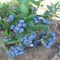 Cómo crecen los arándanos en el jardín, la elección de variedades y las reglas de plantación y cuidado.