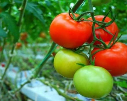 Examen des meilleures variétés de tomates en pleine terre dans la région de Moscou