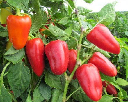 Planting, cultivation technology and care for peppers in the open field