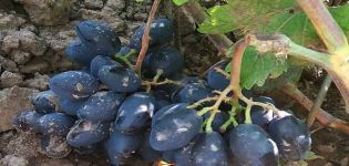 Description and characteristics of the grape variety Rhombic, advantages and disadvantages, cultivation