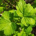 Medicinal properties of black currant leaves and contraindications, benefits and harms