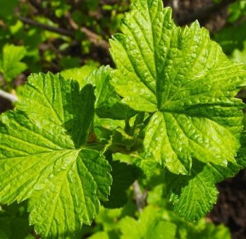 Medicinal properties of black currant leaves and contraindications, benefits and harms