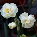 Descripción de la variedad de narciso Bridal Crown, esquema de plantación y cuidado.