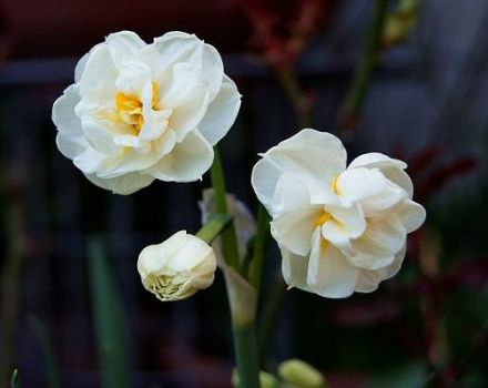 Description of the daffodil variety Bridal Crown, planting scheme and care