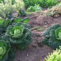 Growing and caring for Savoy cabbage outdoors