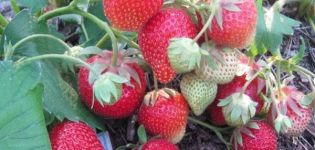 Description and characteristics of the Carmen strawberry variety, cultivation and care