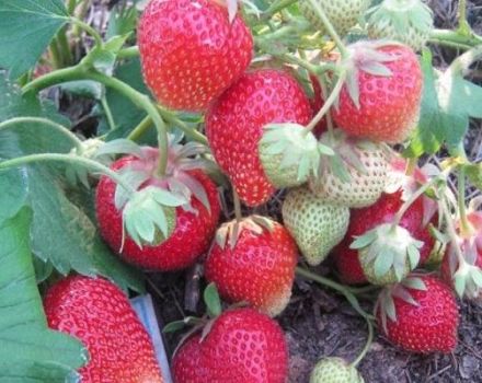 Description et caractéristiques de la variété de fraises Carmen, culture et entretien