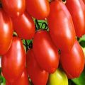 Description of the tomato variety Sugar fingers, its characteristics and yield