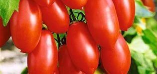 Beschrijving van de tomatensoort Suikervingers, de kenmerken en opbrengst