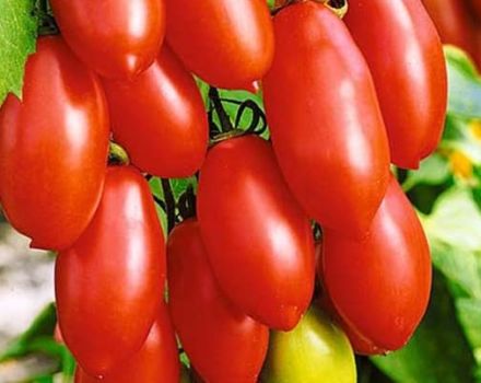 Descripción de la variedad de tomate Sugar fingers, sus características y rendimiento.