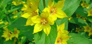 Description of the types and varieties of loosestrife, planting and care in the open field