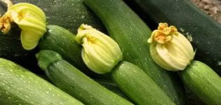 Description de la variété de courgettes Sangrum f1, caractéristiques de culture et d'entretien