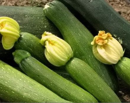 Description of the Sangrum f1 zucchini variety, features of cultivation and care