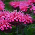 Plantación y cuidado de la monarda en campo abierto, las mejores variedades y cultivo