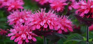 Planter et entretenir la monarda en plein champ, les meilleures variétés et la culture