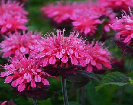 Planting and caring for monarda in the open field, the best varieties and cultivation