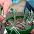 Plantar, cultivar y cuidar lavanda al aire libre en los Urales