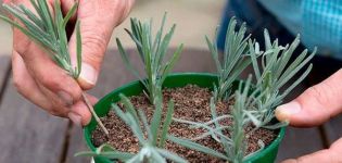 Plantar, cultivar y cuidar lavanda al aire libre en los Urales