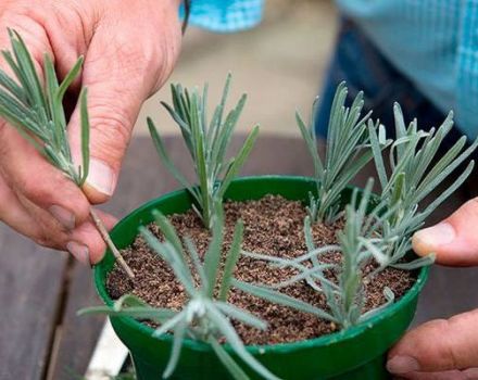 Menanam, menanam dan merawat lavender di luar di Ural