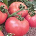 Description and characteristics of the Pink Lady tomato variety