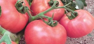 Description and characteristics of the Pink Lady tomato variety