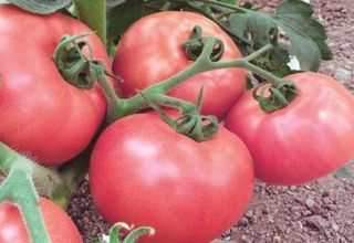 Description and characteristics of the Pink Lady tomato variety