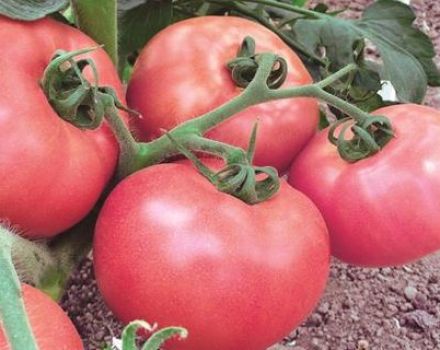 Descripción y características de la variedad de tomate Pink Lady