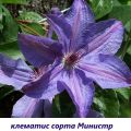 Menanam tarikh dan merawat clematis di Siberia, varieti terbaik dan peraturan penanaman