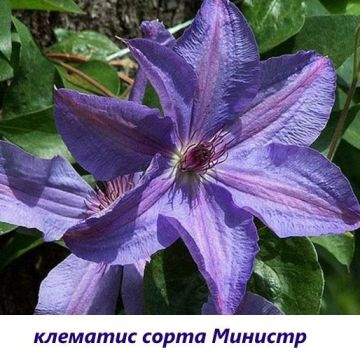 Menanam tarikh dan merawat clematis di Siberia, varieti terbaik dan peraturan penanaman