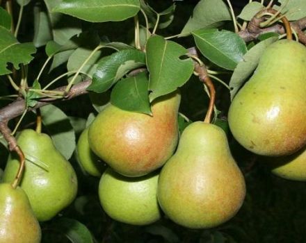 Description and characteristics of pear varieties Rogneda, cultivation features