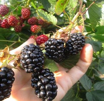 Descripción y características de las moras Navajo, plantación y cuidado.