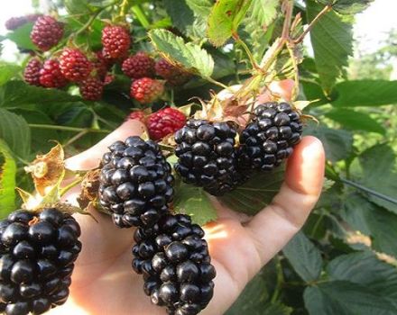 Descripción y características de las moras Navajo, plantación y cuidado.