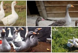 Description and characteristics of the Ural gray and white geese, breed breeding