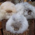 Descripción y características de los conejos de angora, reglas de mantenimiento.