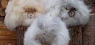 Description et caractéristiques des lapins Angora, règles d'entretien