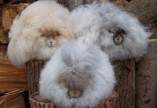 Description et caractéristiques des lapins Angora, règles d'entretien