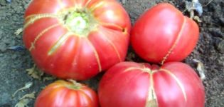 Ciri-ciri dan keterangan hadiah nenek pelbagai jenis tomato, hasilnya