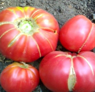 Ciri-ciri dan keterangan hadiah nenek pelbagai jenis tomato, hasilnya