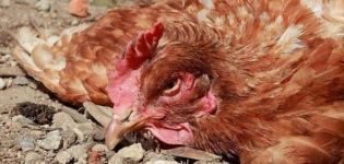 Symptômes et traitement de la pasteurellose chez les poulets domestiques