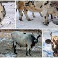 Description et caractéristiques de la race de vaches Yakut, les règles de leur entretien