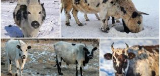 Description et caractéristiques de la race de vaches Yakut, les règles de leur entretien