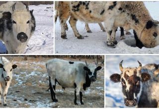 Popis a charakteristika plemene kráv Yakut, pravidla pro jejich chov