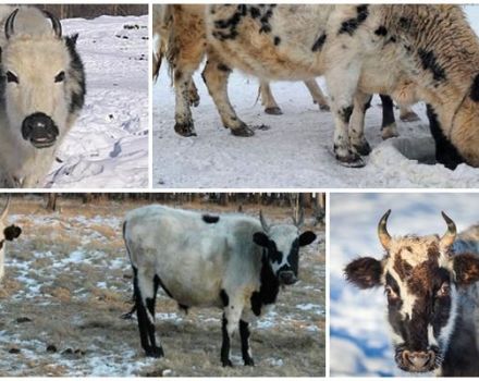 Penerangan dan ciri-ciri baka lembu Yakut, peraturan untuk pemeliharaannya