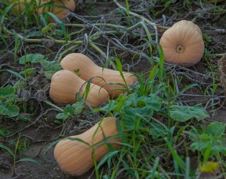 Description of the Matilda pumpkin variety, features of cultivation and care