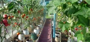 Cultivo de tomates en cubos en campo abierto y en invernadero.