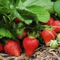 Bagaimana anda dapat meningkatkan hasil strawberi di ladang terbuka, dengan kaedah terbaik