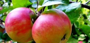 Description and characteristics of the Zhigulevskoe apple variety, stage-by-stage planting and care